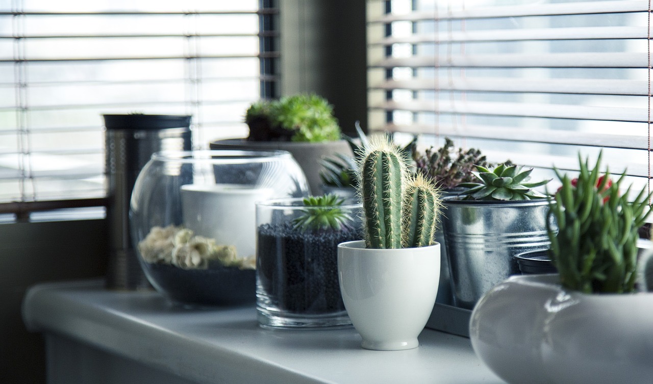 Plants arranged in an apartment